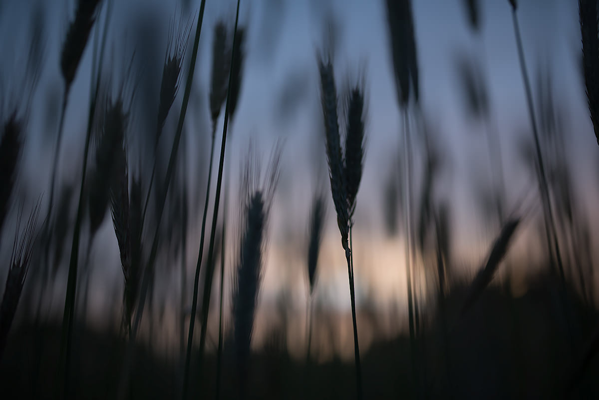 harvest