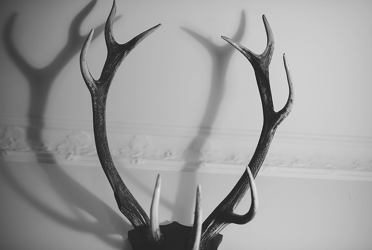 antlers