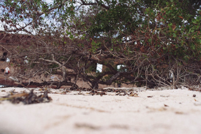 Dry Tortugas